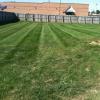 Dogs love to run in our grassy backyard!